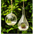 กระจก Terrarium สำหรับ Succulents